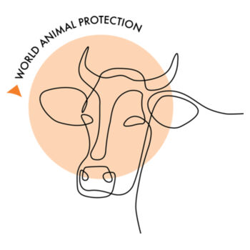 Men's Tee: Cow Line Drawing Design